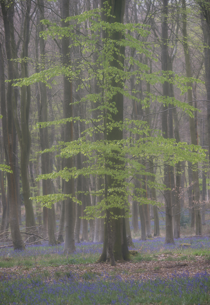 Micheldever Wood  Hampshire Bluebell Wood 13